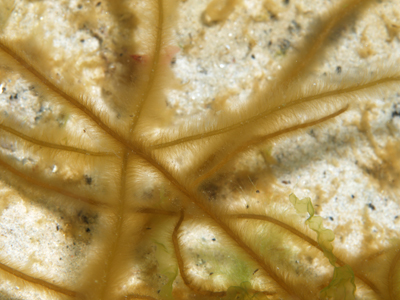 Chorda_tomentosaXL_003_k Chorda_tomentosaXL_003_k