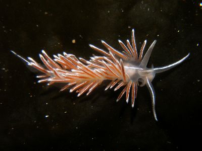 Coryphella_lineata1_k