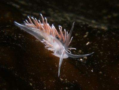 Coryphella_lineata5_k