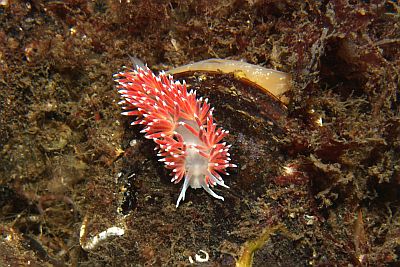 Coryphella verrucosa_001_XL_k