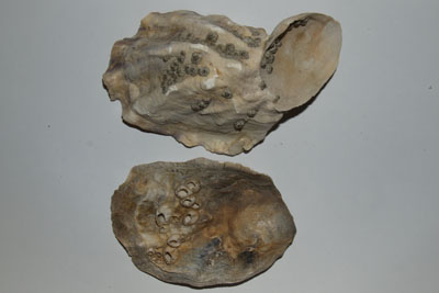 Crassostrea_gigas_004_XL_k Crassostrea_gigas_004_XL_k