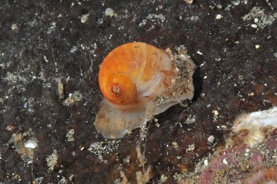 Cryptonatica_affinis1_k Cryptonatica_affinis1_k