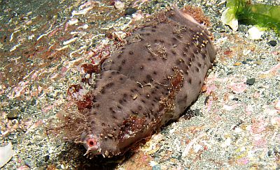 Cucumaria_frondosa_009_XL_k Cucumaria_frondosa_009_XL_k