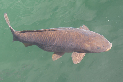 Cyprinus_carpio_016_XL_k Cyprinus_carpio_016_XL_k