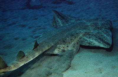 Engelshai3_XL_k Engelshai3_XL_k