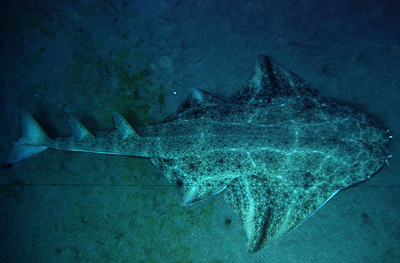 Engelshai5_XL_k02 Engelshai5_XL_k02