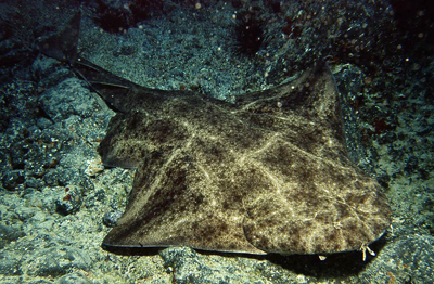 Engelshai6_XL_k02 Engelshai6_XL_k02