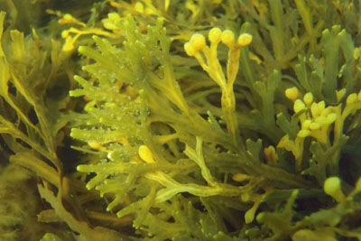 Fucus radicans_XL_k