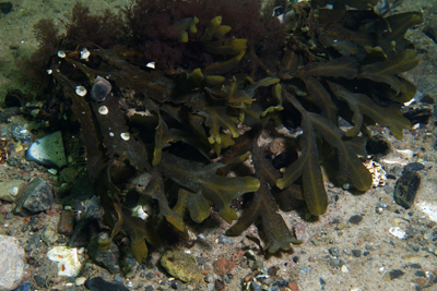 Fucus_spiralis_002_XL_k Fucus_spiralis_002_XL_k