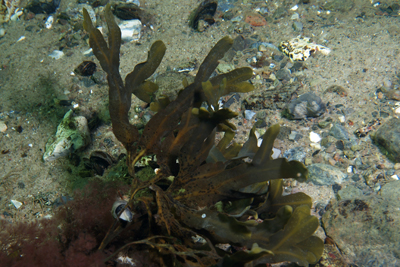 Fucus_spiralis_005_XL_k Fucus_spiralis_005_XL_k