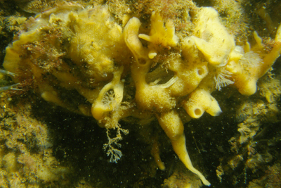 Halichondria_bowerbanki05_XL_k Halichondria_bowerbanki05_XL_k