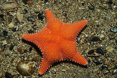 Hippasteria_phrygiana_009_XL_k
