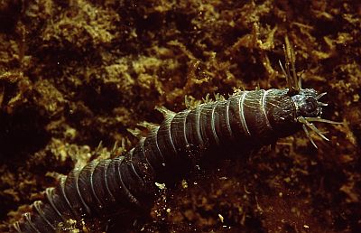 IrisierenderSeeringelwurm1_k IrisierenderSeeringelwurm1_k