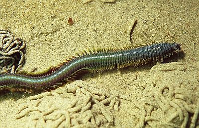 IrisierenderSeeringelwurm2_k IrisierenderSeeringelwurm2_k