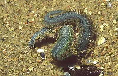 IrisierenderSeeringelwurm_k IrisierenderSeeringelwurm_k