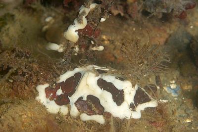 Leuconia_nivea_002_XL_k Leuconia_nivea_002_XL_k
