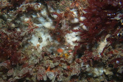 Leuconia_nivea_003_XL_k Leuconia_nivea_003_XL_k