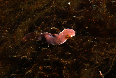 Lineus_ruber_007_XL_k Lineus_ruber_007_XL_k