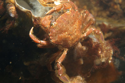 Liocarcinus_navigator_092_XL_k