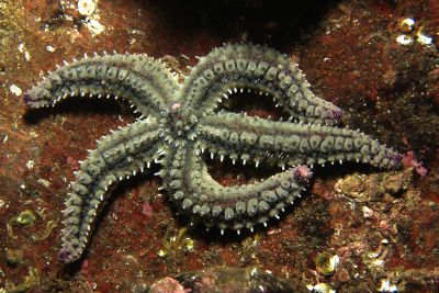 Marthasterias_glacialis_018_XL_k