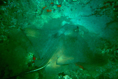 Myliobatis_aquila_901_XL_k Myliobatis_aquila_901_XL_k
