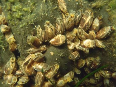 Mytilopsis leucophaeta Bothnian Sea Finland 2011 Hyvrinen_k