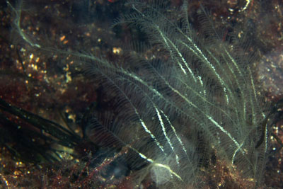Nemertesia_antennina_003_XL_k Nemertesia_antennina_003_XL_k
