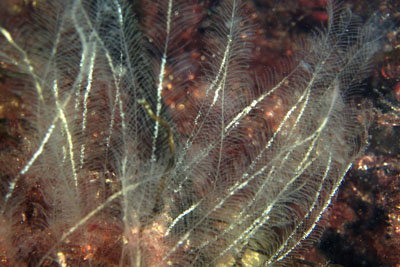 Nemertesia_antennina_005_XL_k Nemertesia_antennina_005_XL_k