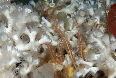 Ophiothrix_fragilis_001_XL_k Ophiothrix_fragilis_001_XL_k