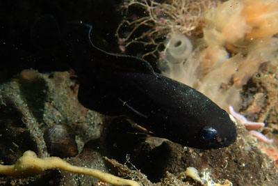 Raniceps_raninus_dp_005_XLk