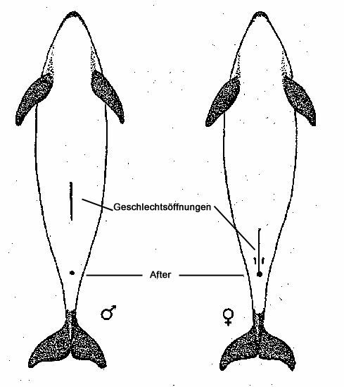 Schweinswal_Abb_m_vs_w