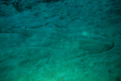 Squatina_squatina _913_XL_k02 Squatina_squatina _913_XL_k02