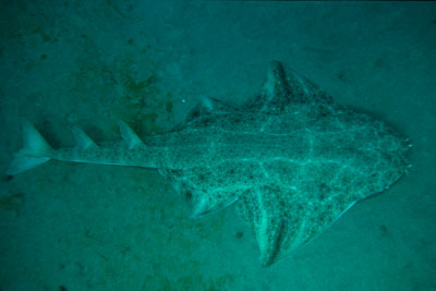 Squatina_squatina _914_XL_k02 Squatina_squatina _914_XL_k02