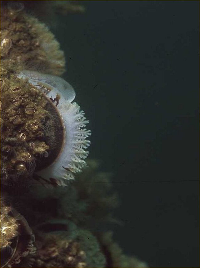 Miesmuscheln