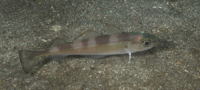 Trisopterus_esmarkii8_k Trisopterus_esmarkii8_k