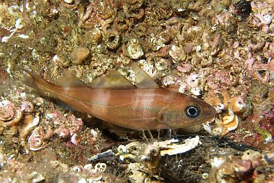 Trisopterus_minutus_023_XL_k