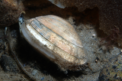 Venerupis_corrugata_302_XL_k Venerupis_corrugata_302_XL_k