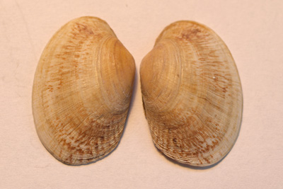 Venerupis_pullastra_005_XL_k Venerupis_pullastra_005_XL_k