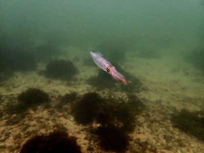 Alloteuthis subulata_sb_001_k3