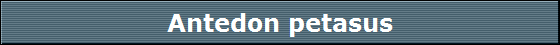 Antedon petasus