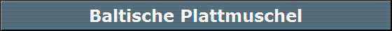 Baltische Plattmuschel