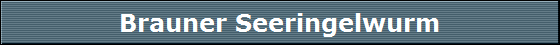 Brauner Seeringelwurm