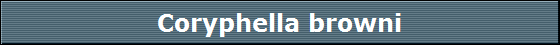Coryphella browni