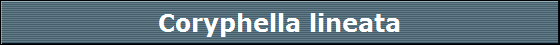 Coryphella lineata