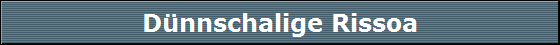 Dnnschalige Rissoa