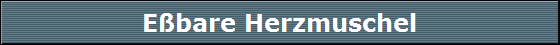 Ebare Herzmuschel