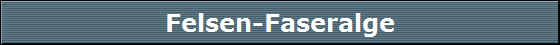 Felsen-Faseralge