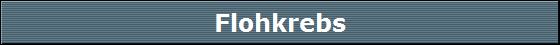 Flohkrebs