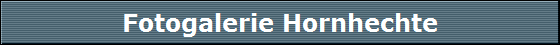 Fotogalerie Hornhechte