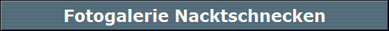Fotogalerie Nacktschnecken